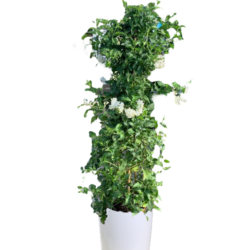Mexican Creeper (White)